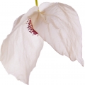 Dove Tree